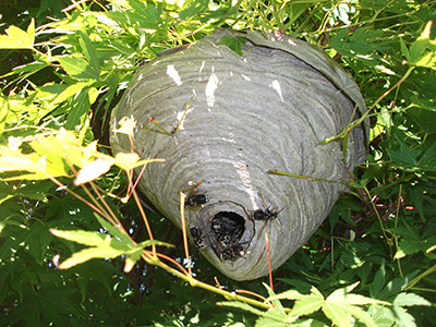 Bee Services