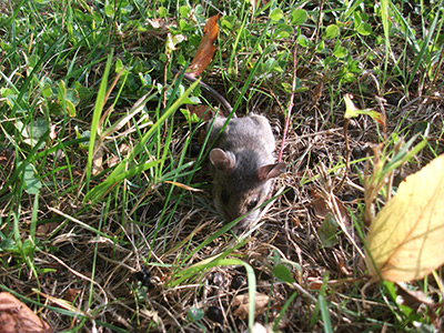 Mouse Services