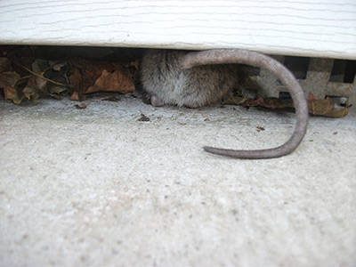 rat Services