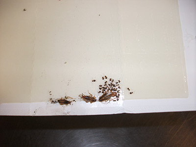Roach Services