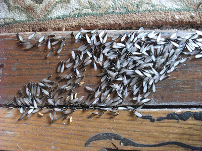 Termite Services